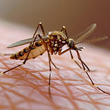 Mosquito