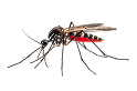 Mosquito