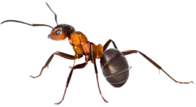 Decorative Bug
